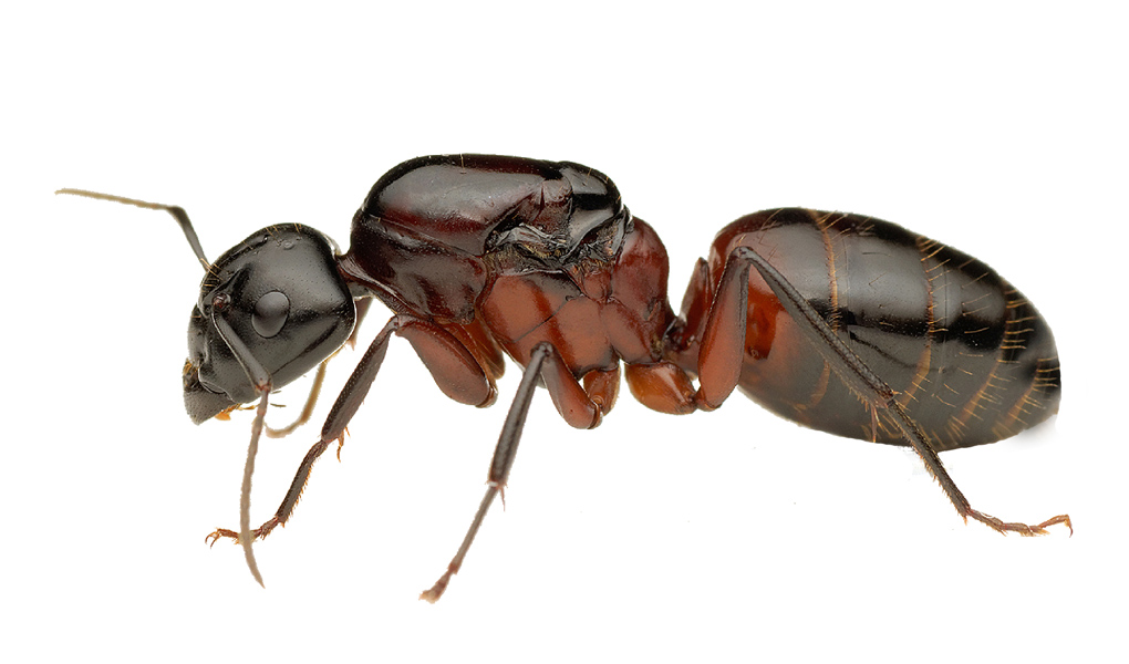 fourmi charpentière - Camponotus Ligniperdus